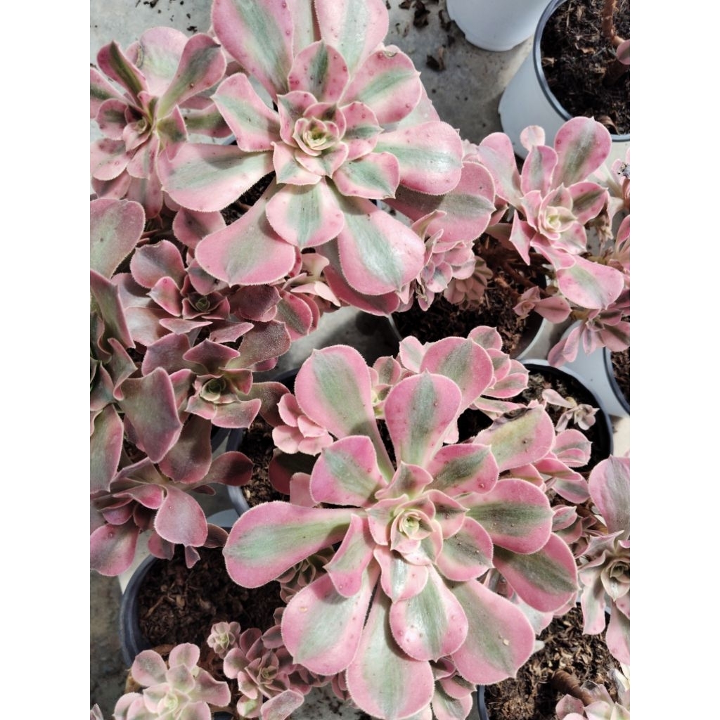 เอโอเนียม ฮาโลวีน Aeonium Halloween