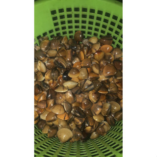 หอยตลับ ขนาดผัด ผัดโหรภา ไม่ใหญ่ ขนาด 1000 กรัม หากินยากจากป…
