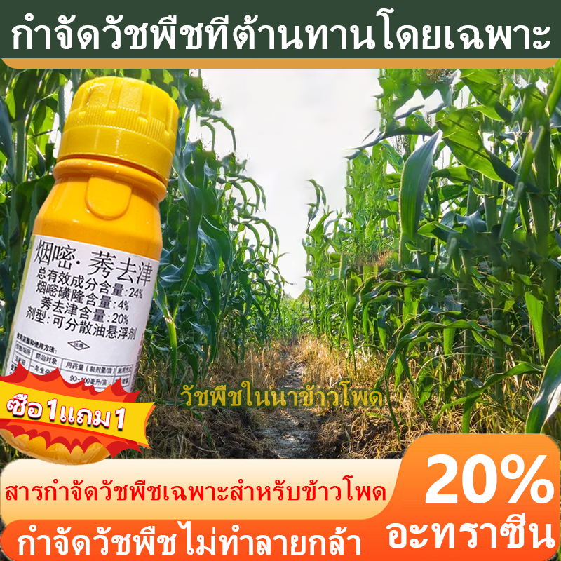 Lhaochu นิโคซัลฟูรอน4%+อะทราซีนะ 20% (สินค้าผลิตใหม่✅ของแท้) ชุดสารคุม-ฆ่า หญ้าในไรข้าวโพด ชุดเดียวจบ ยาคุมหญ้าในข้าวโพด