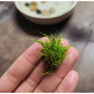 หญ้าแฮร์กราส (Hairgrass) ต้นไม้น้ำพร้อมปลูก