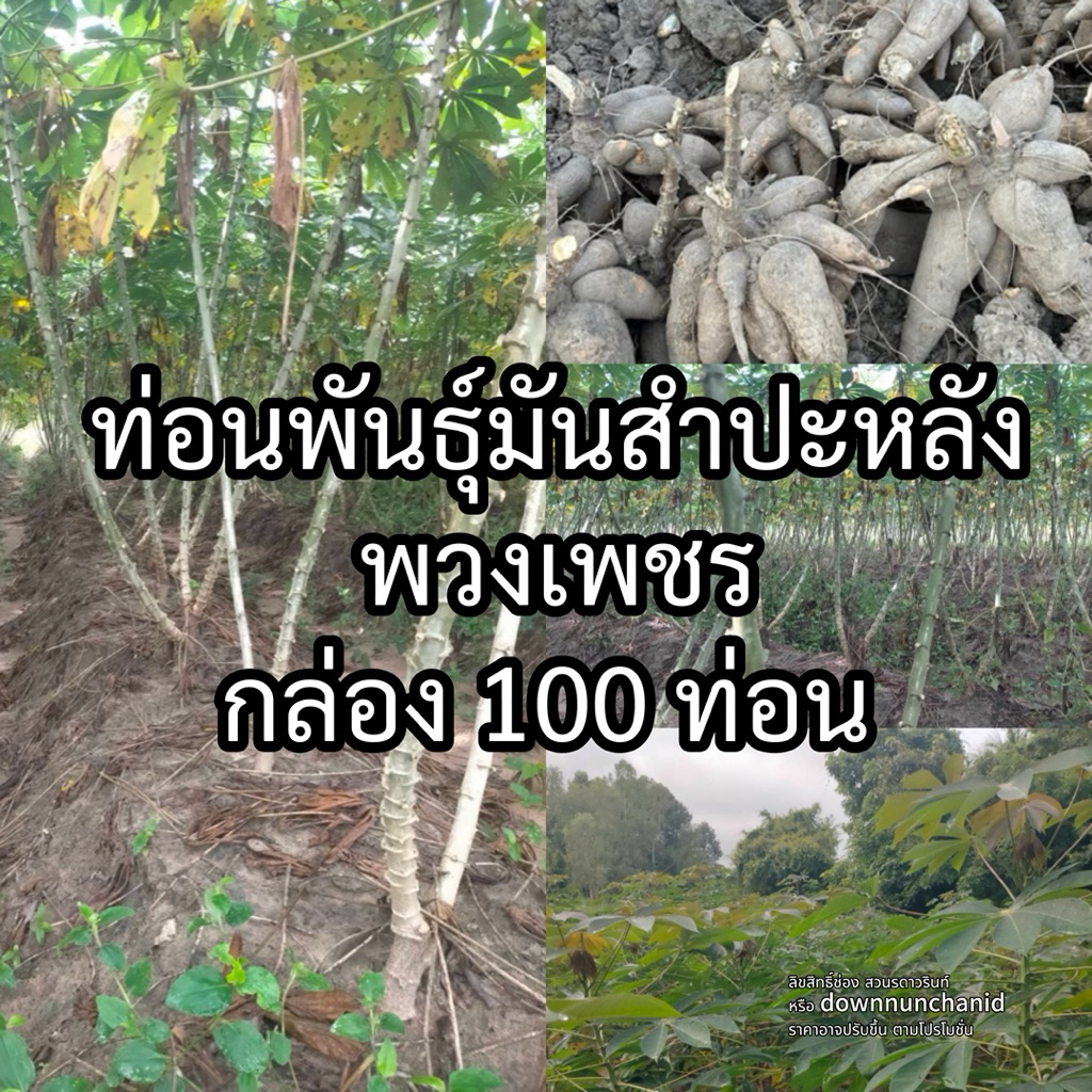ท่อนพันธุ์ มันสำปะหลัง พวงเพชร กล่อง 100 ท่อน
