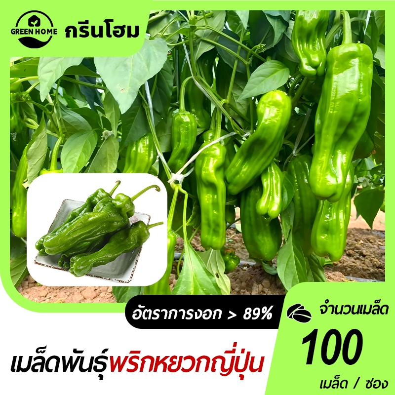 พริกหยวกญี่ปุ่น🎯 เมล็ดพันธุ์พริกพริกหยวกญี่ปุ่น 100เมล็ด📌งอกง่าย โตไว☘️ ผลดกมาก👍ทานอร่อย