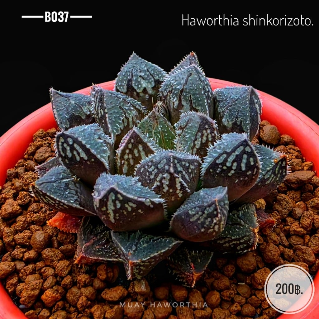 H.shinkorizato. B037 (ส่งทั้งกระถางขนาด 3 นิ้ว)