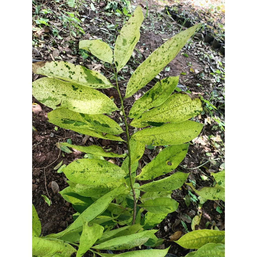 ต้นการเวกด่าง(Climbing Ylang-ylang Variegated)
