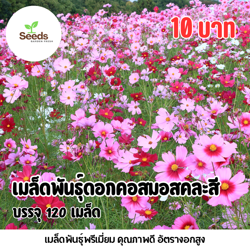 เมล็ดพันธุ์ดอกคอสมอสคละสี บรรจุ 120 เมล็ด