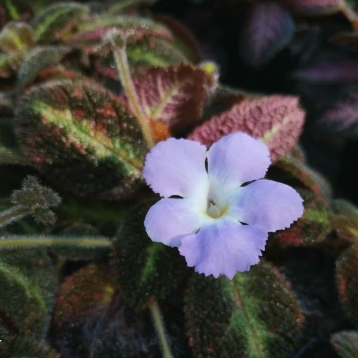 Episcia พรมญี่ปุ่นหรือพรมกำมะหยี่ ดอกม่วง (ชื่อบลูไนล์) กระถาง4นิ้ว