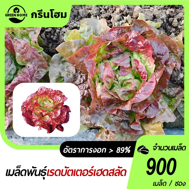 900เมล็ดเมล็ดพันธุ์เรดบัตเตอร์เฮดสลัด เมล็ดเรดบัตเตอร์ กาแฟเมล็ดผักสวนครัวเมล็ดผักสลัด ปลูกง่าย โตไว
