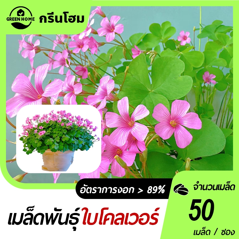 ใบโชคดี(Clover) เมล็ดพันธุ์ใบโชคดี(Clover)50 เมล็ด ปลูกง่าย นำโชคดี