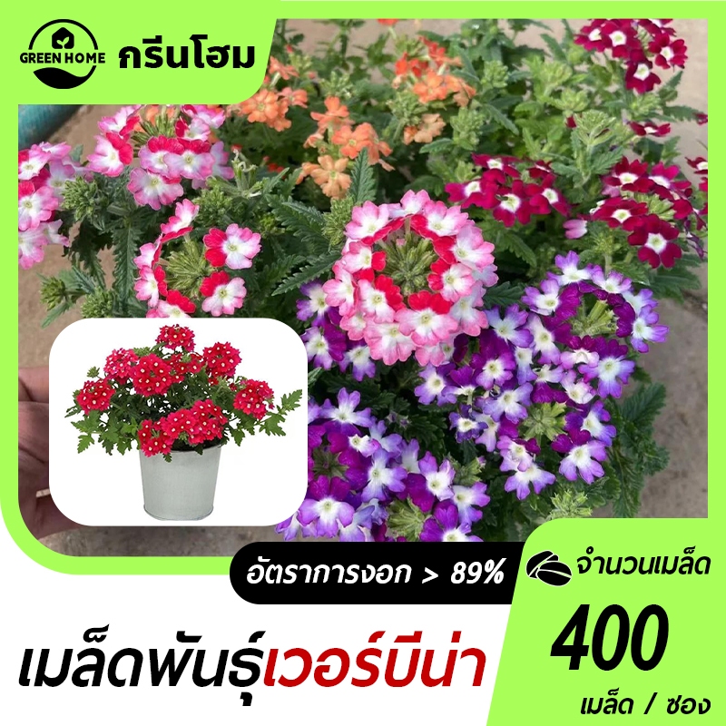 400 เมล็ด เมล็ดพันธ์ุ ดอกเวอร์บีน่า ปลูกง่าย ไม่กลายพันธุ์ นำเข้าจากต่างประเทศ