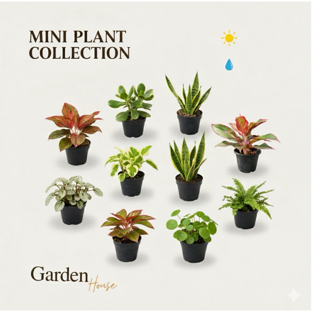 ไม้จิ๋ว ไม้มงคลราคา 20 บาท ซื้อ 5 แถม 1🪴
