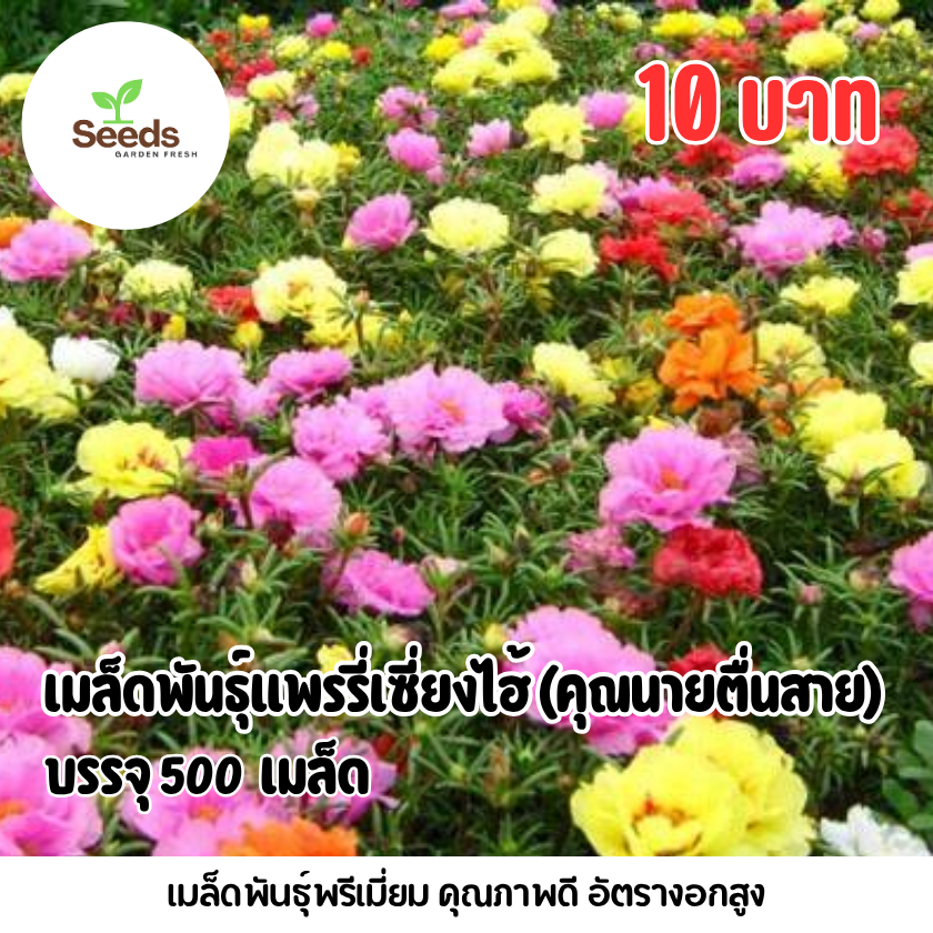 เมล็ดพันธุ์แพรรี่เซี่ยงไฮ้ หรือ คุณนายตื่นสาย บรรจุ 500 เมล็ด
