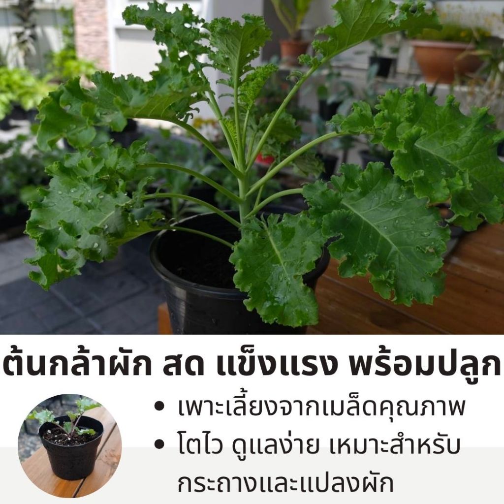 Vates Blue Scotch Kale | เคลวาเตส บลู สก็อต | กระถาง 6 นิ้ว | ปลูกง่าย อุดมด้วยสารอาหาร