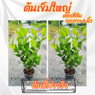ต้นเข็มดอกใหญ่ ดอกสีส้มโอรส กระถาง 6 นิ้ว(ขั้ต่ำ 2 ต้น)(ส่งพร้อมกระถาง)