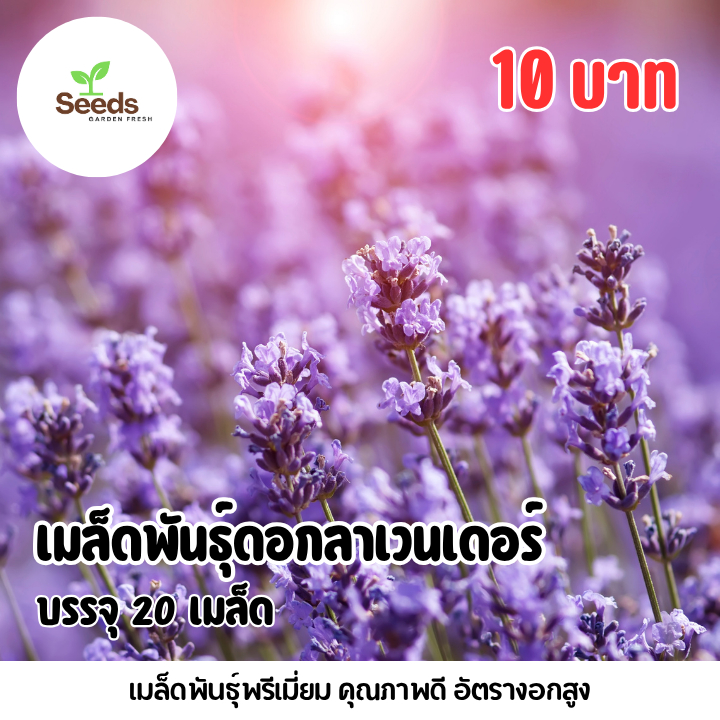 เมล็ดพันธุ์ ดอกลาเวนเดอร์ บรรจุ 20 เมล็ด