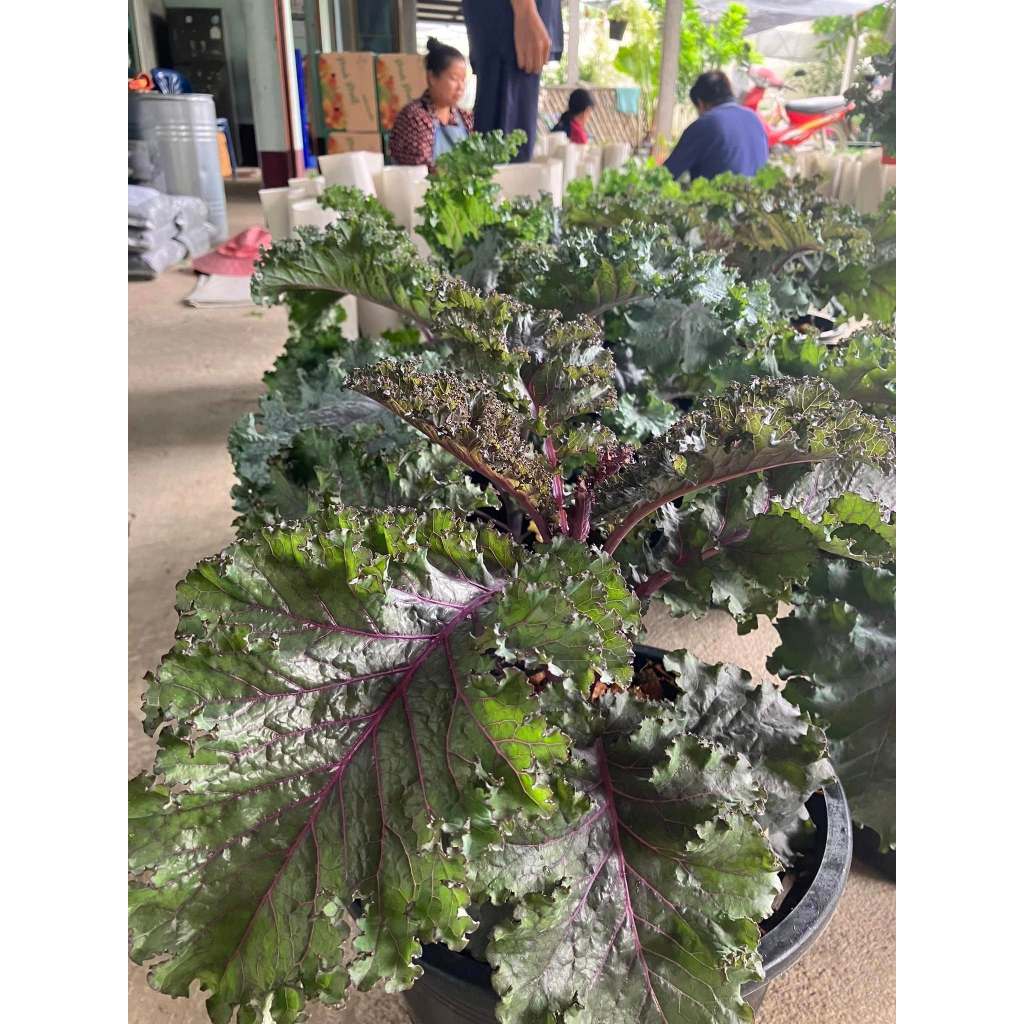 เมล็ดเคลใบหยิกสีม่วง ปลูกง่าย อัตรางอกดี โตไว สวนครัวก็ปลูกได้ (ซื้อ 10 แถม 1 คละได้) - รูปที่ 2