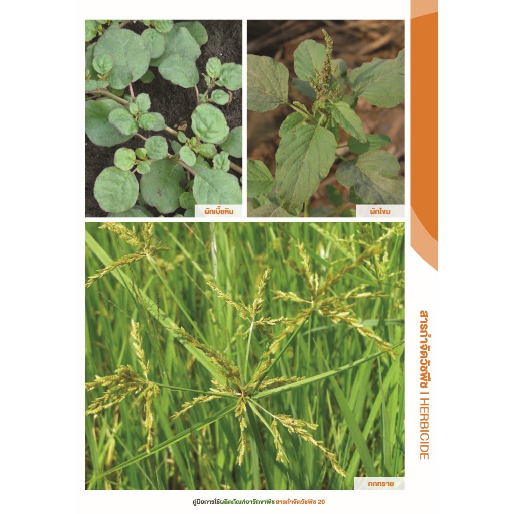 คาปัวร์ ขนาด 1 ลิตร กำจัดวัชพืชชนิดดูดซึมเข้าทางยอดอ่อนและราก - รูปที่ 2