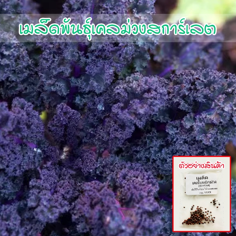 เคลใบหยิกสีม่วง สการ์เลส เมล็ดพันธุ์ผักสลัด คุณภาพดี ทนสภาพแล้ง ปลูกซ้ำได้ (ซื้อ 10 แถม 1 คละได้)