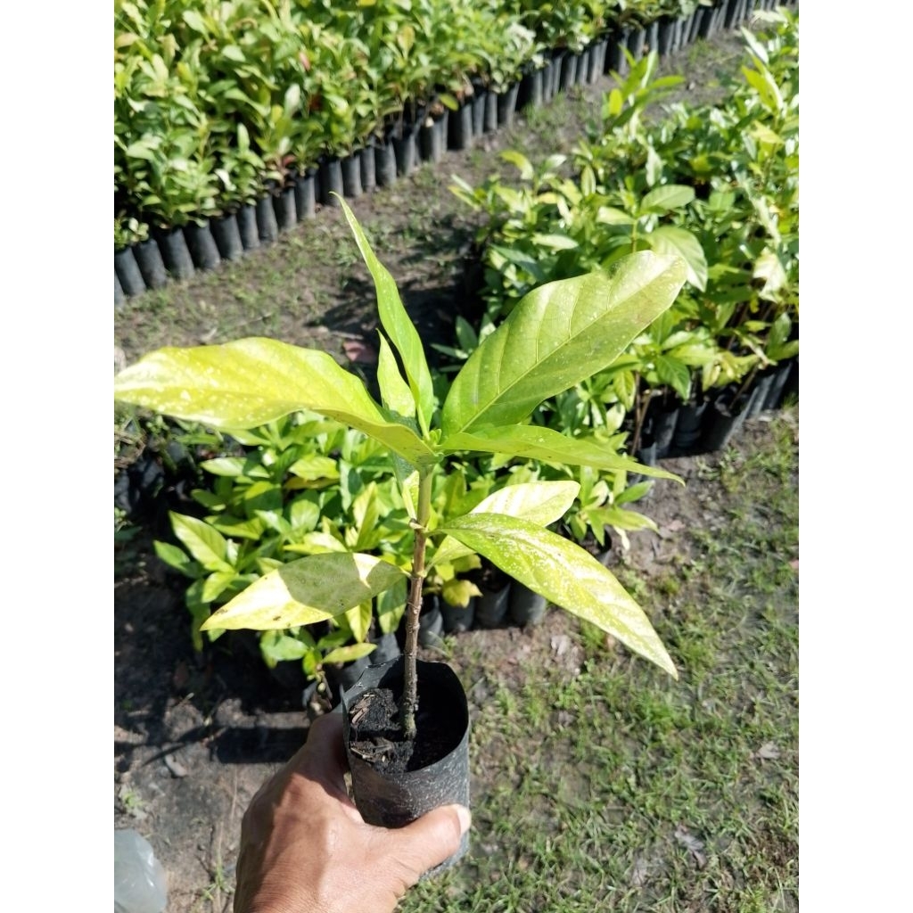 ต้นยอ (Noni หรือ Indian mulberry)