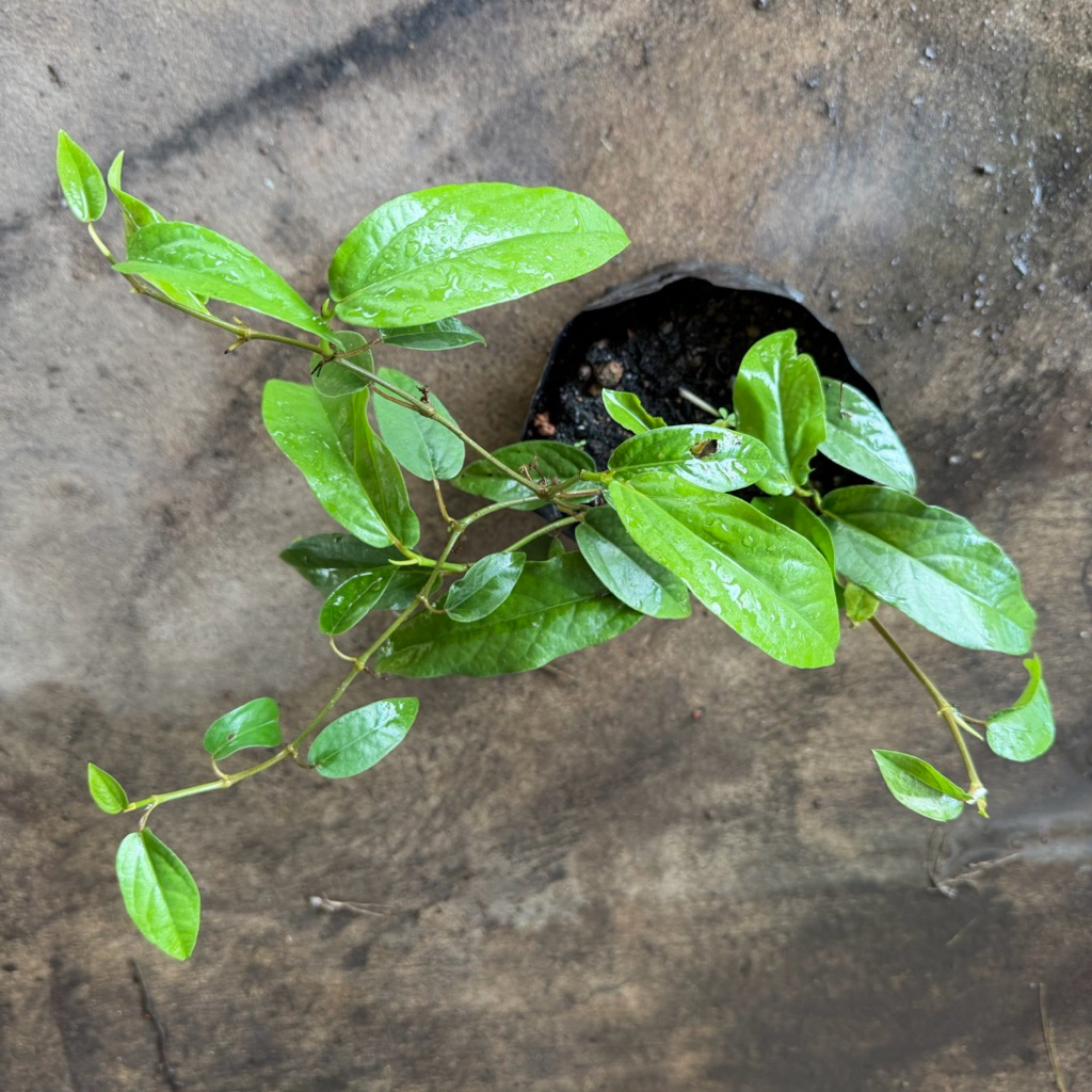 รวมสมุนไพร ดีปลาช่อน ดีปลี รางจืด อัญชัน หญ้าหวาน มิ้น มะแว้ง และอื่นๆ ในถุงดำ 3.5 x 7 นิ้ว - รูปที่ 3