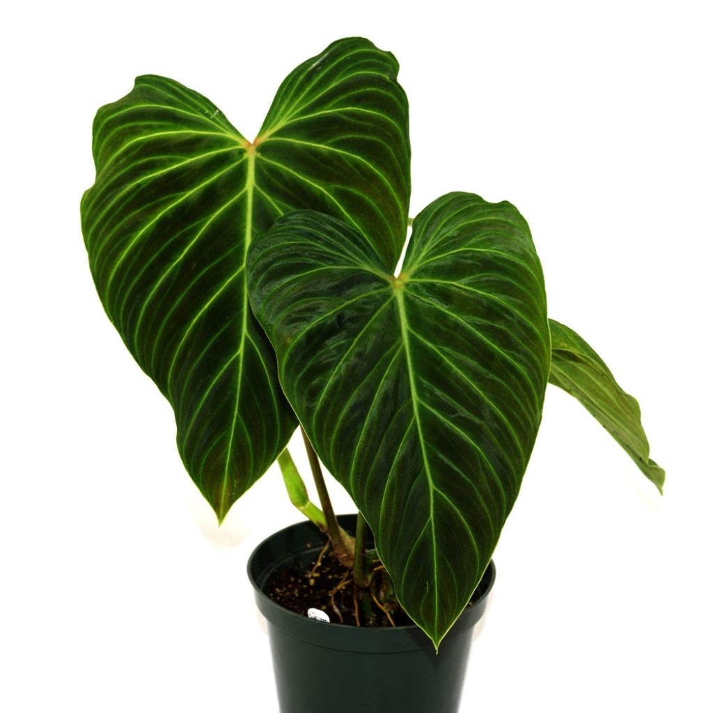 ฟิโลเดนดรอน สเปลนดิด Philodendron Splendid