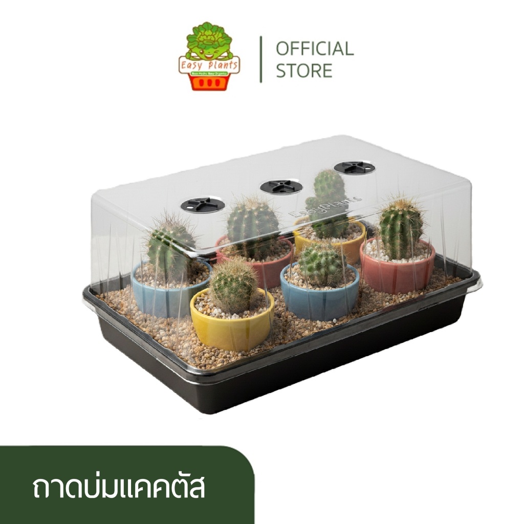 ถาดไดโซะ ฝาสูง ถาดบ่มแคคตัส ถาดเพาะเมล็ด ถาดเพาะต้นอ่อน ถาดปลูกพืช พลาสติกหนา ทนแดด ไม่กรอบแตก