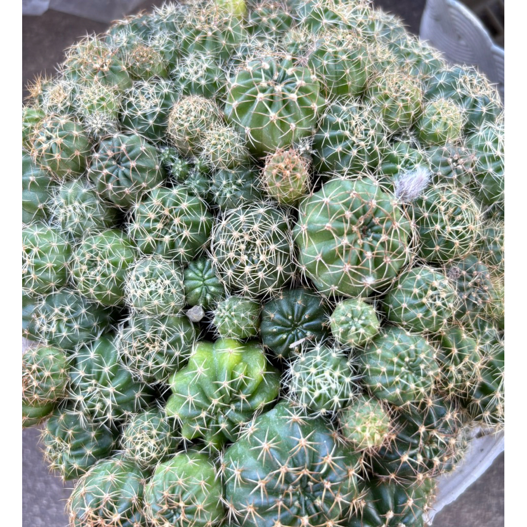 🌵โลบิเวียไม้เพาะเมล็ดไซส์อนุบาล(ลุ้นสีดอก) ตัวอย่างสีดอกตามรูปค่า ขนาดประมาณ 1-2 ซม.