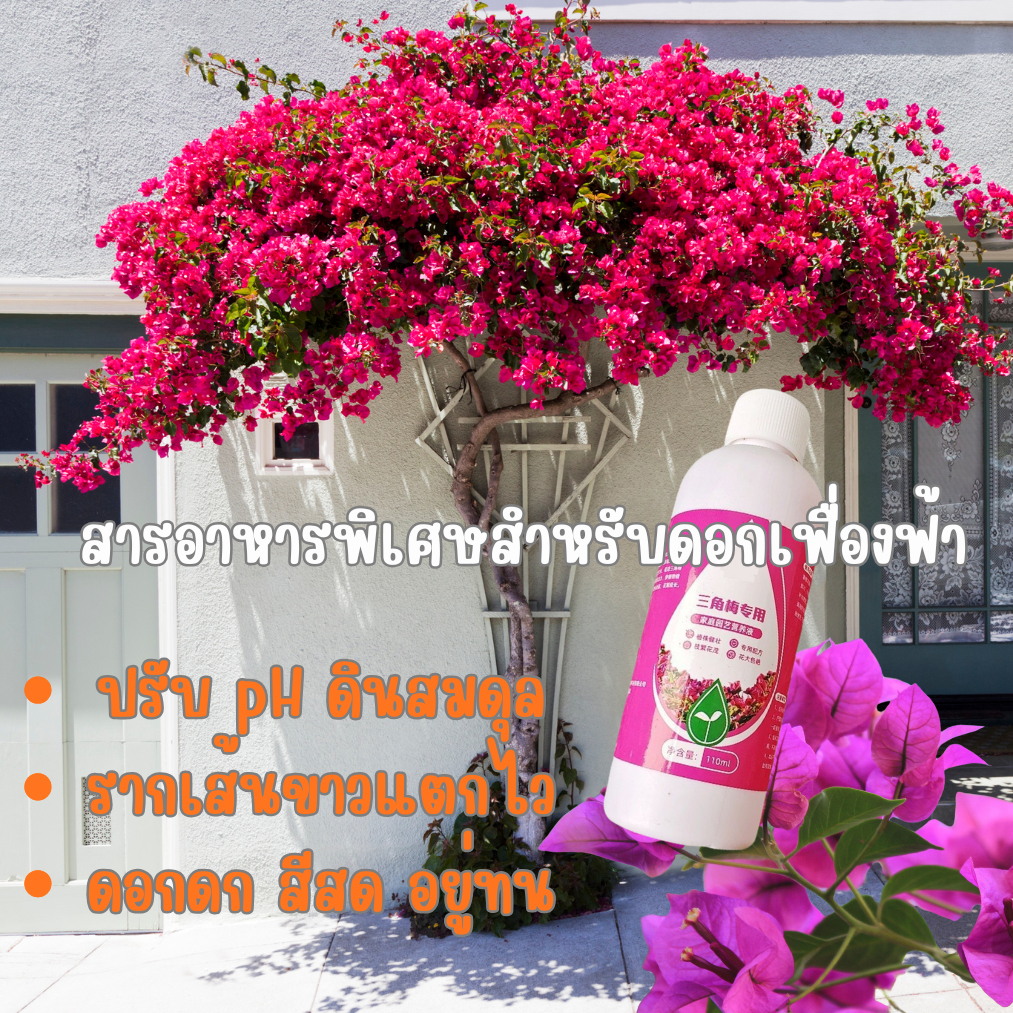 ปุ๋ยน้ำบำรุงเฟื่องฟ้า เร่งดอก เร่งสี ดอกอยู่นาน กระตุ้นราก เพิ่มคุณภาพดอก รด/พ่นง่าย ทุก ~10 วัน SunnySeeds