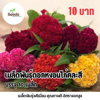 เมล็ดพันธุ์ ดอกหงอนไก่คละสี บรรจุ 200 เมล็ด