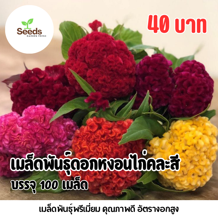 เมล็ดพันธุ์ ดอกหงอนไก่คละสี บรรจุ 1,000 เมล็ด
