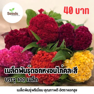 เมล็ดพันธุ์ ดอกหงอนไก่คละสี บรรจุ 1,000 เมล็ด
