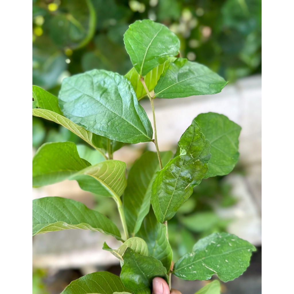 น้ำยาบ้วนปากจากสมุนไพรใบข่อยแก้ปวดเหงือกปวดฟันและกลิ่นปาก - รูปที่ 7