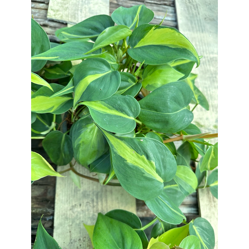 พลูบราซิล 2 สี มี 2 ขนาดคือ  กระถาง 3 นิ้ว และ 6 นิ้ว แน่นฟู ยาว ทุกกระถาง ทุกขนาดจ้า🚚ส่งเร็วน๊าสั่ง - รูปที่ 4