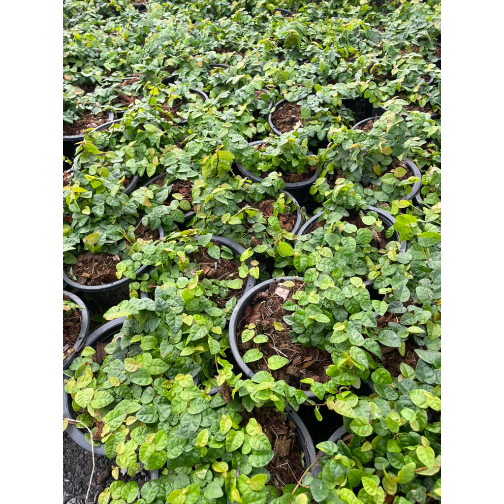 ต้นตีนตุ๊กแก กระถาง6”