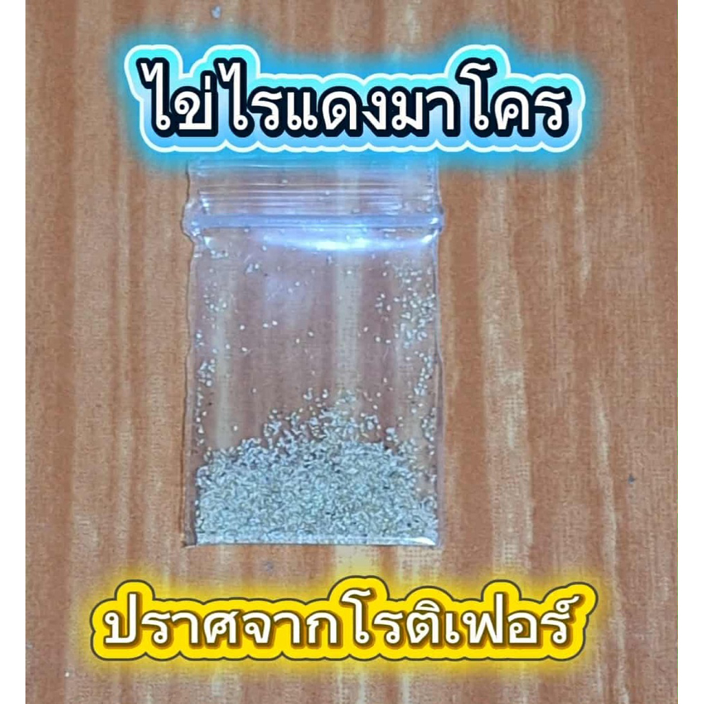 ไข่ไรแดงมาโคร สะอาด สดใหม่ ฟักง่าย ฟักไว ปลอดโรติเฟอร์ มีคลิปสอน