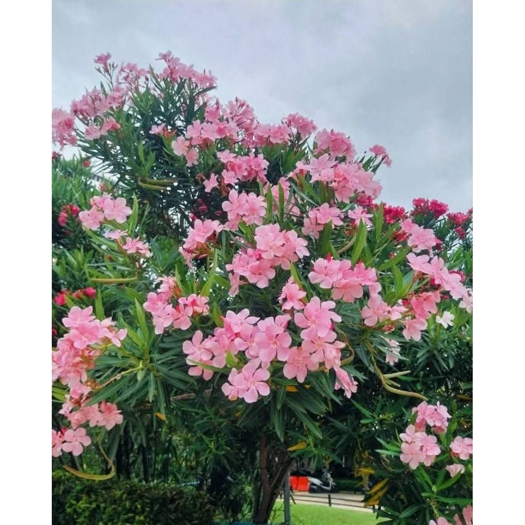 ต้นยี่โถ ดอกสีชมพู ต้นสูง 1.6-1.8 เมตร กระถาง 15 นิ้ว - รูปที่ 2