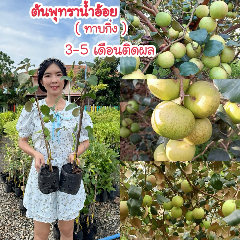 ปลูกในกระถางได้ #ต้นพุทราน้ำอ้อย ( ทาบกิ่ง ) 40-80เซน 3-5เดือนติดผล