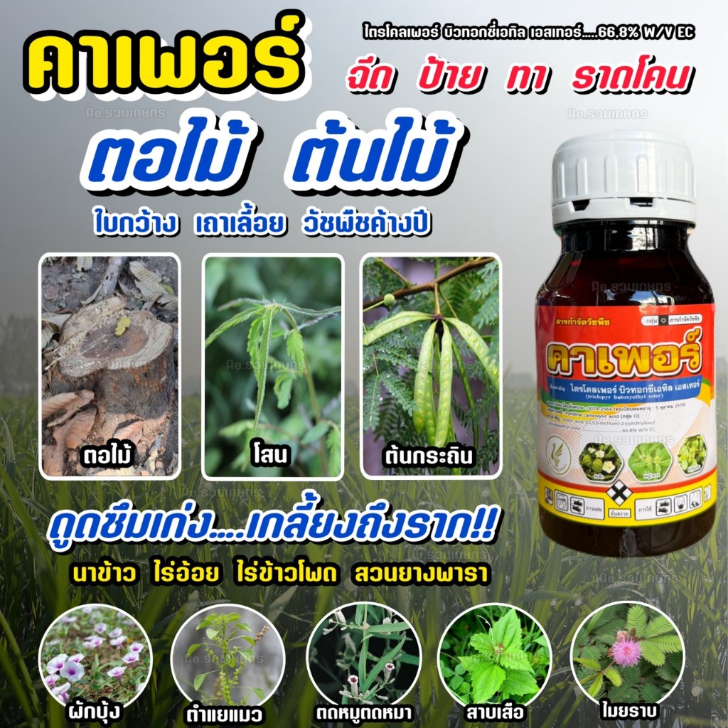 ยากำจัดตอไม้ ฆ่าตอไม้-ตอไม้-รากไม้ คาเพอร์ ไตรโครเพอร์ ยาฆ่าหญ้า ใบกว้าง เครือเถา โสน ตอไม้ ต้นไม้ ขนาด 250/500/1000