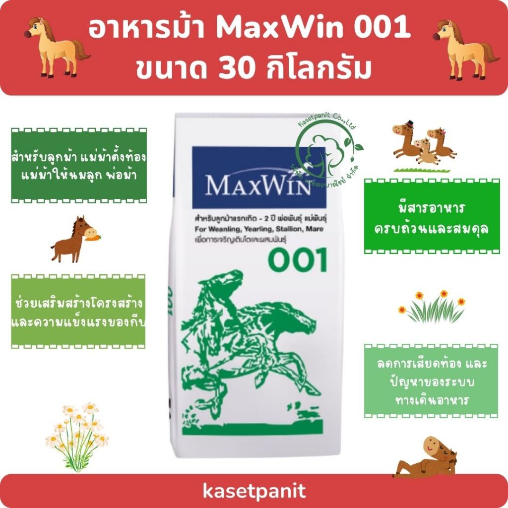 MaxWin 001 ม้าแรกเกิด - 2 ปี พ่อ-แม่พันธุ์  30 kg.