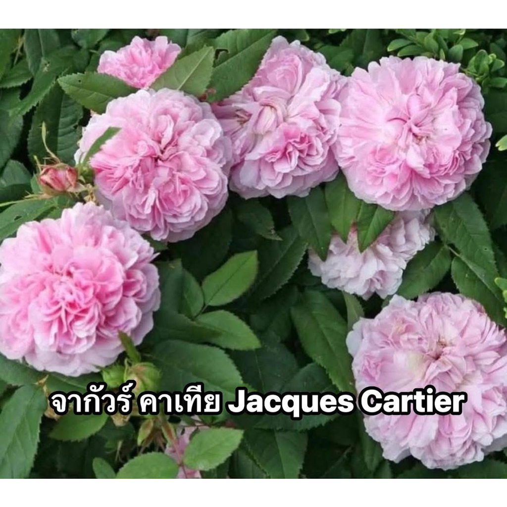 กุหลาบ-จากัวร์คาเทีย ”Jacques Cartier“  สีชมพู ดอกฟูฟู คล้ายดอกโบตั๋น หอมแรง ดอกใหญ่เลี้ยงง่าย