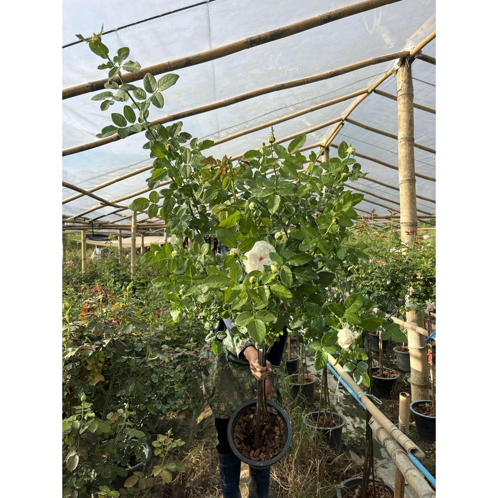 กุหลาบ-ทรีโรสPNW สีขาว (Tree Rose Pretty Nina White)  สีขาว ดอกฟูเหมือนซาลาเปา ดอกใหญ่ หอม