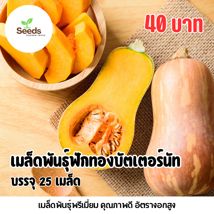 เมล็ดฟักทองบัตเตอร์นัท (Butternut Squash) บรรจุ 25 เมล็ด