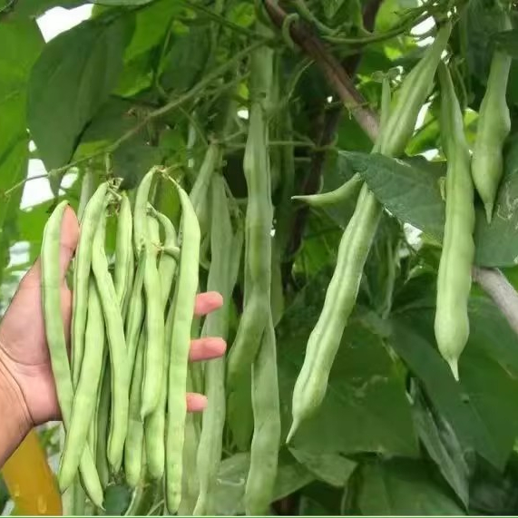 เมล็ดพันธุ์ ถั่วแขก สีเขียวFrench Bean Seeds บรรจุ 10 เมล็ดผักที่ใช้ในการปลูก ผักออร์แกนิก คุณภาพดี ปลูกง่าย