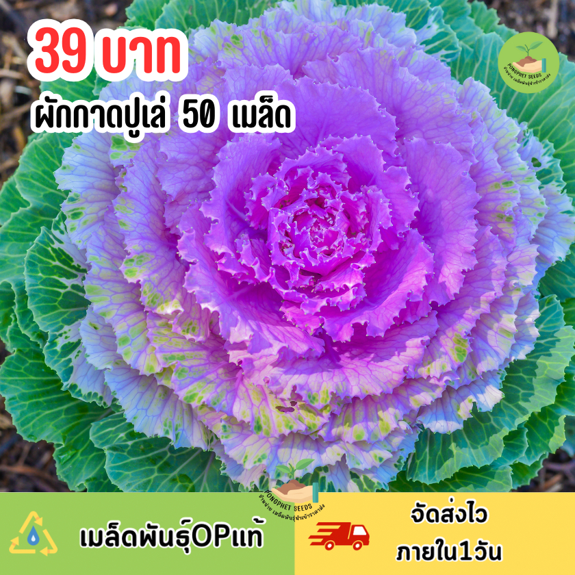 เมล็ดพันธุ์ผักกาดปูเล่ 50 เมล็ด