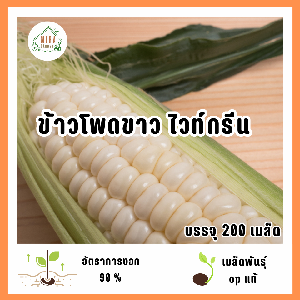 เมล็ดพันธุ์ข้าวโพดขาว ไวท์กรีน 200 เมล็ด