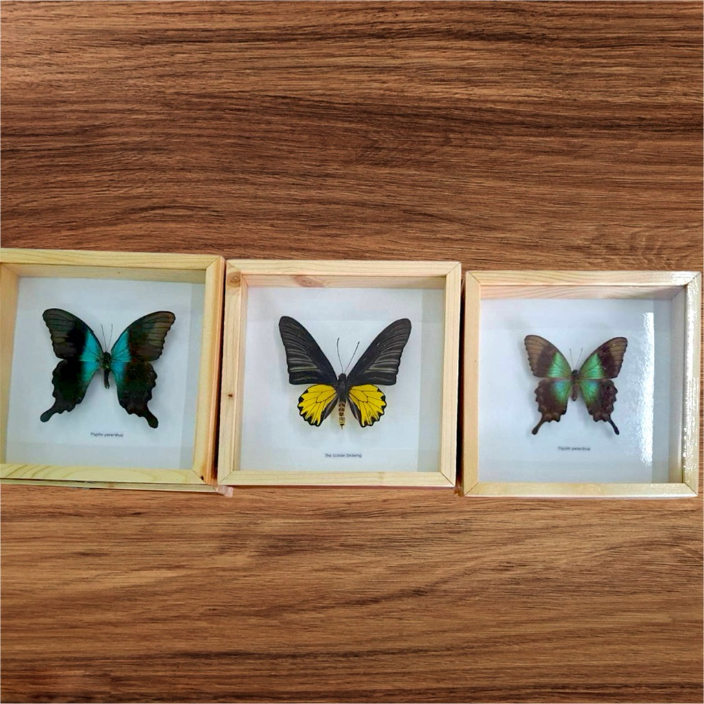 ผีเสื้อสต๊าฟPapilio Peranthus,The Golden Birdwing