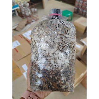 เชื้อเห็ดโคนน้อยแบบขยายลงฟาง ออกดอกเยอะ เพาะง่าย มีคู่มือแถม…