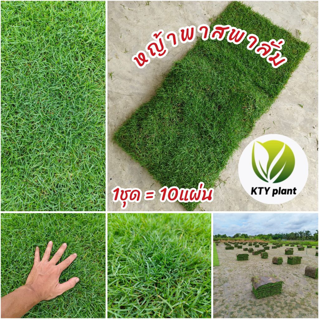 หญ้าสนาม หญ้าพาสพาลั่ม 50x100ซม.(10แผ่น) หญ้าจริง หญ้านวลน้อย