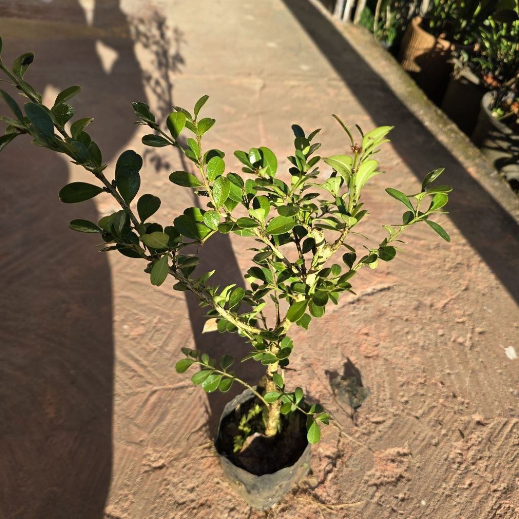 ต้น boxwood ไม้ประดับแต่งสวน เอาไปทำเป็นบอนไซได้ - รูปที่ 4