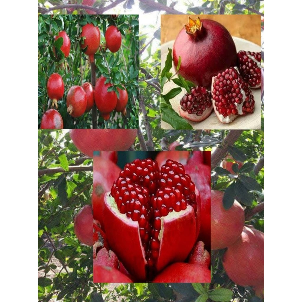 ต้นทับทิมแดง 1 ถุงดำเล็ก 1 ต้น ต้นไม้มงคลมีผลทานได้🍑🍑🍑