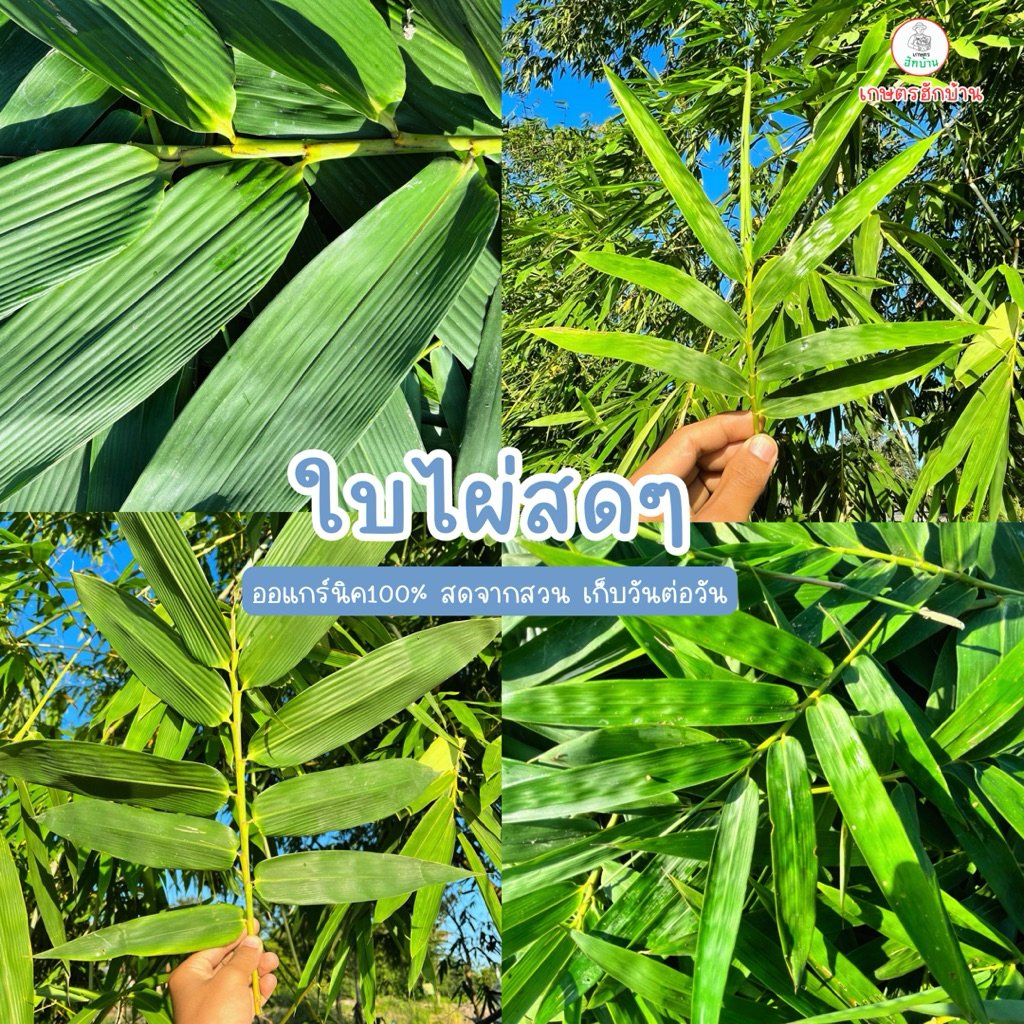 ใบไผ่สดออร์แกนิค เกรดพรีเมียม คัดสวยทุกใบ | สำหรับห่อขนม อาหาร ซูชิ งานคราฟต์ | มีเลือก 4 ขนาด S / M / L / คละไซซ์